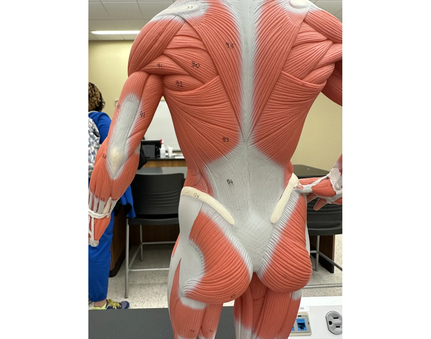 anterior back muscle label Quiz