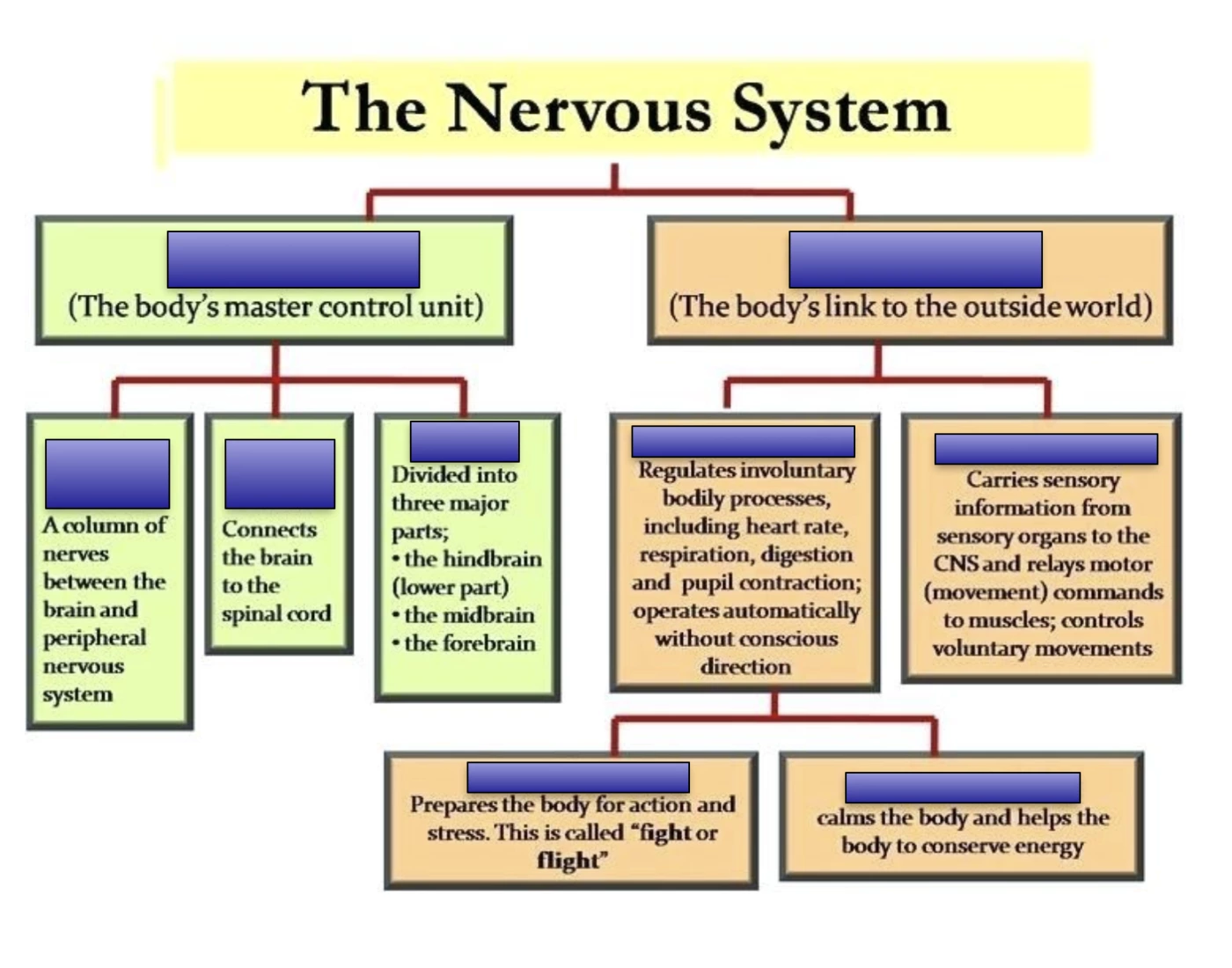 Nervous System Flow Chart Quiz