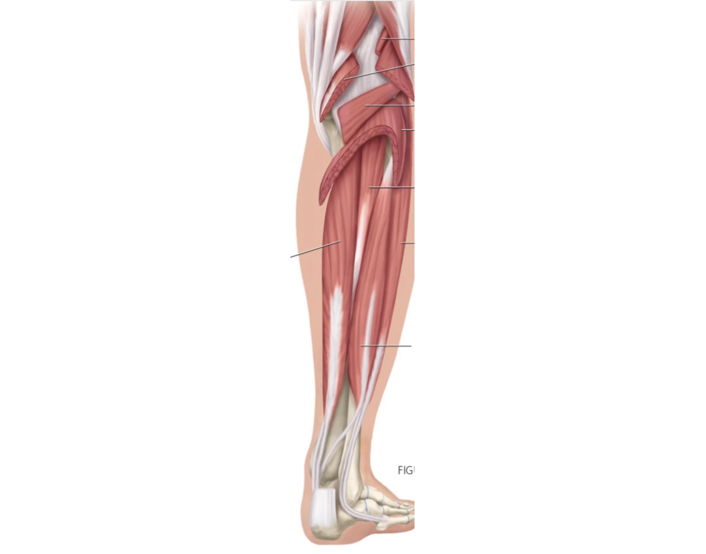 Led Muscles Labeled Real Modle led muscles Quiz