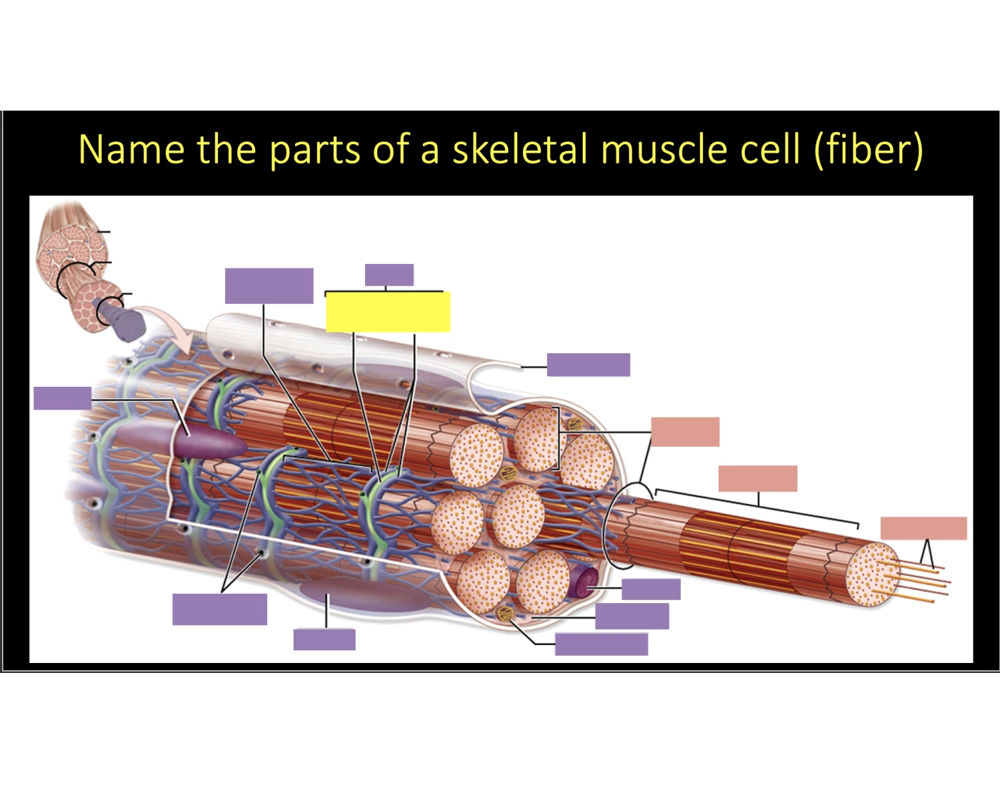 Muscle Fiber Model Fillable Label Worksheet.pdf Parts of skeletal muscle fiber — Printable Worksheet