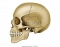Side external skull markings