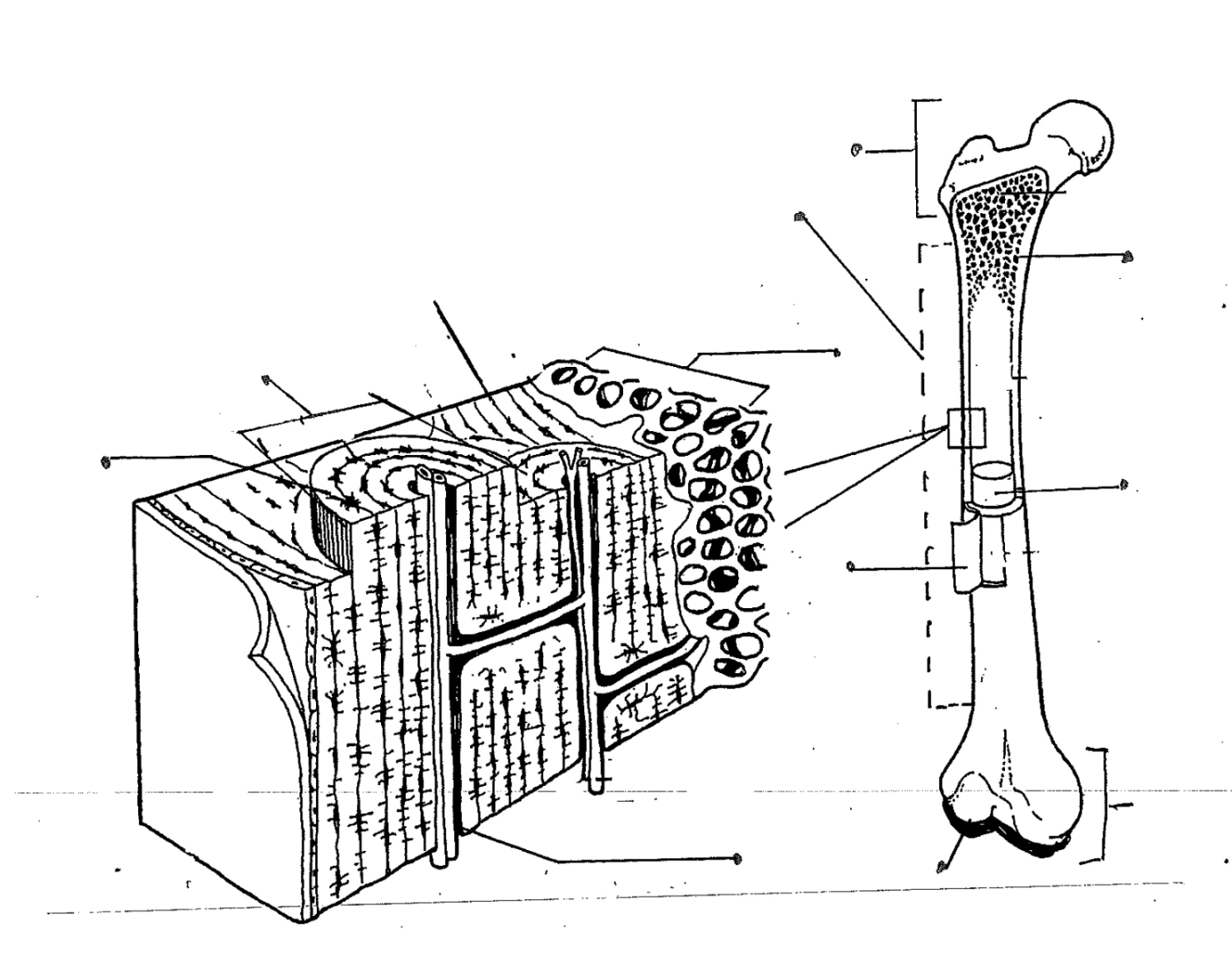LABEL BONE STRUCTURE Quiz