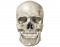 Anterior external skull markings