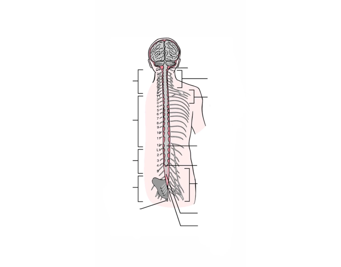 All Plexuses Labeled The spine and its plexuses Quiz