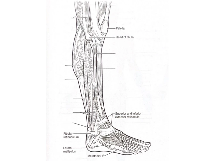 lower-limb-muscles