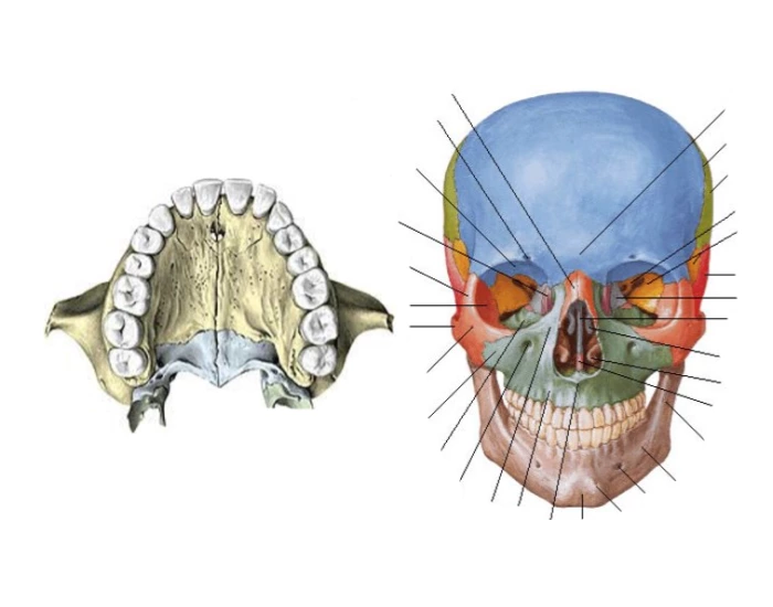 Revisão de maxila Quiz