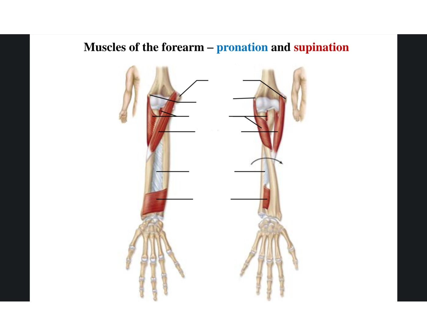 Muscles of the Forearm Pronation and Supination Quiz