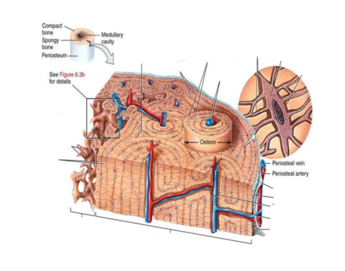 Bone Tissue #1 Quiz