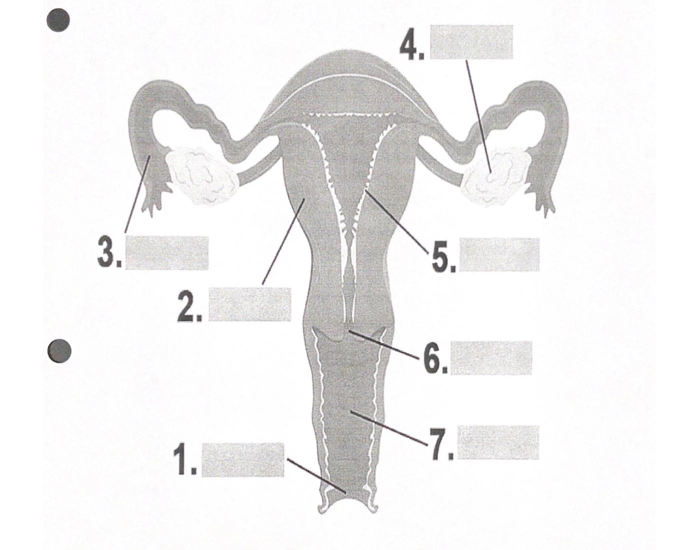 Bio- Unit 10 Female Reproductive Anatomy Quiz