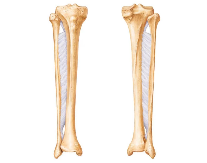 Labling Tibia Labeling Tibia and Fibula Quiz