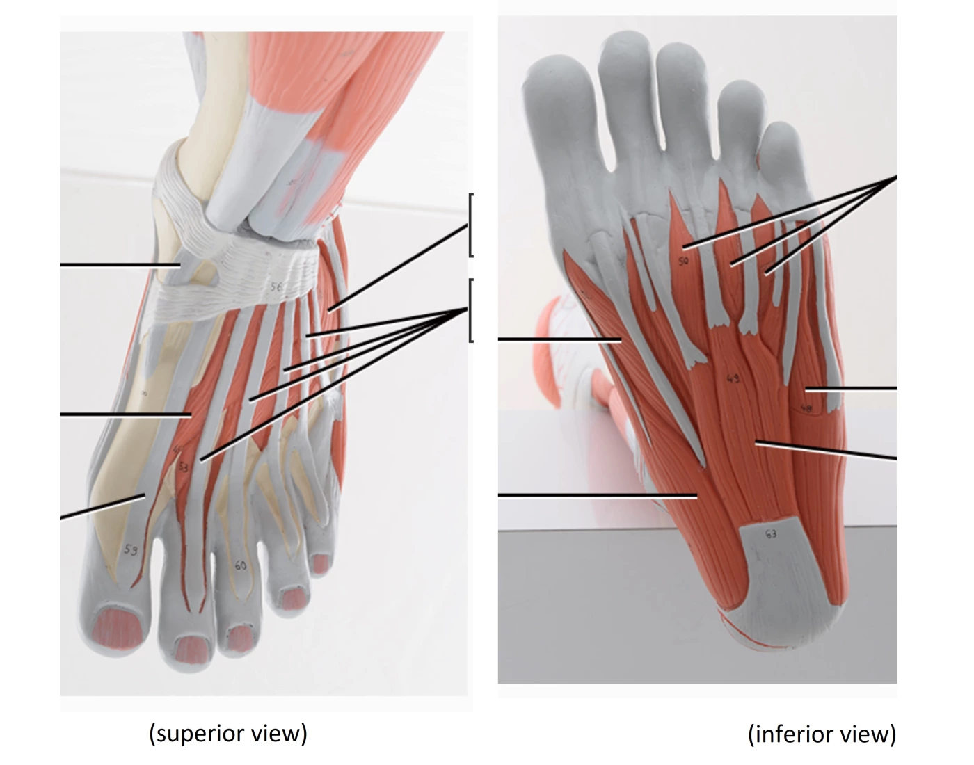 foot muscles for anatomy and physiology 1 Quiz Biology Diagrams
