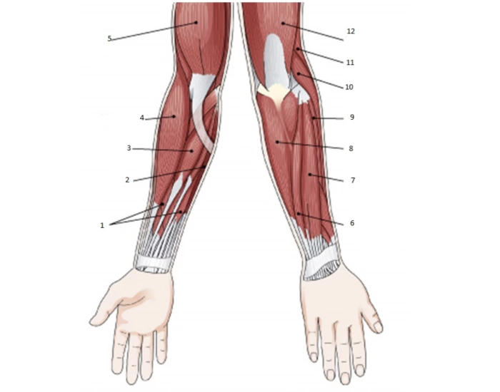 Lowering Hand lower hand muscles Quiz