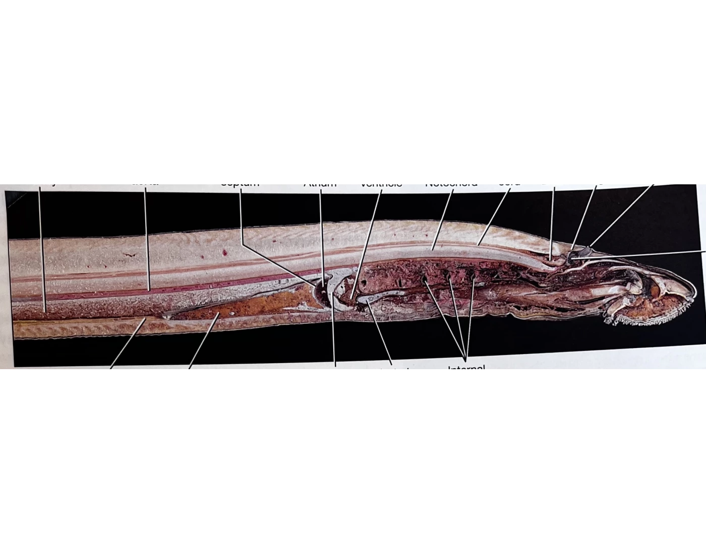 Lamprey, anterior end, sagittal section Quiz