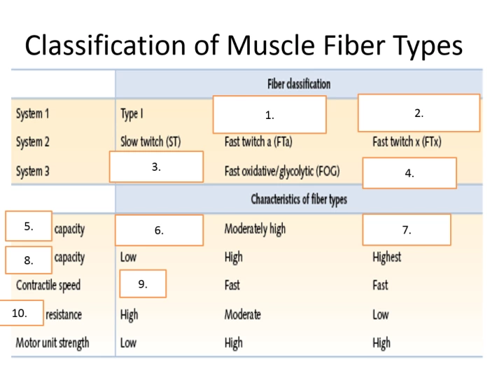 Muscle Fiber Types Graph Classification of muscle fibers Quiz