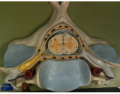 Function - Cross section of vertebra with spinal cord