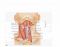 Muscles of the Anterior Neck and Throat: Swallowing