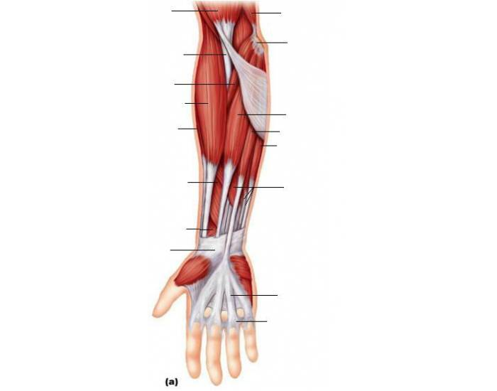 Superficial View of Muscles of the Forearm Quiz