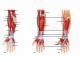 Muscles of the Forearm: Movements of the Wrist, Hand, and Fingers