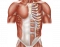 Anterior Pectoral and Abdominal Muscles