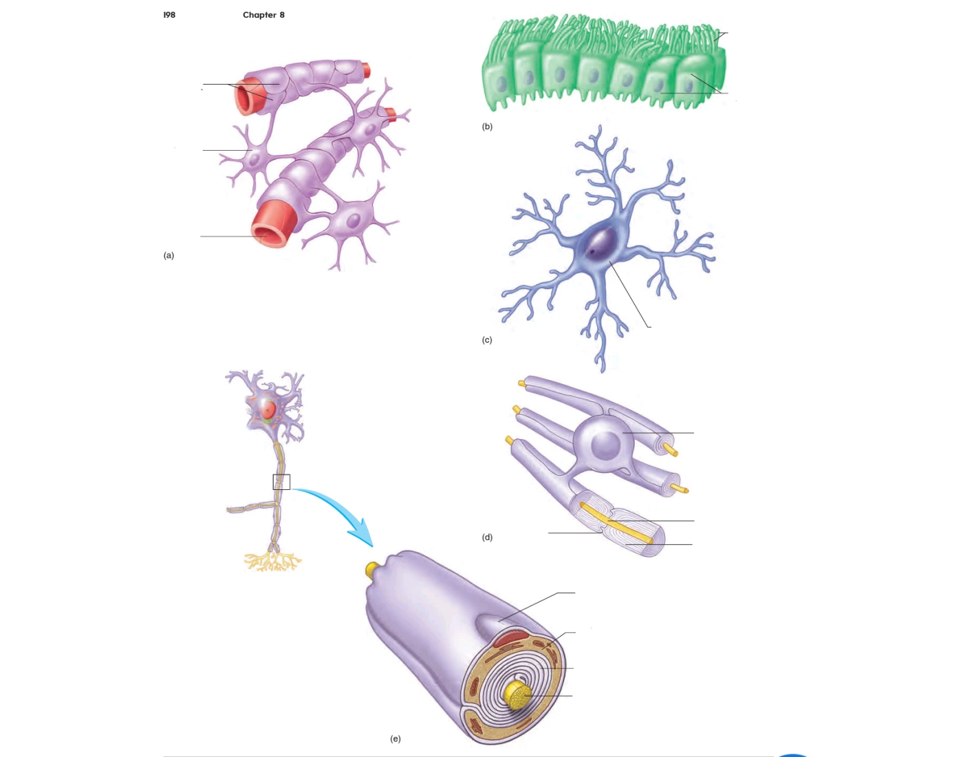 Type of Gilial Cell Quiz