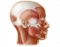 Lateral Muscles of the Head
