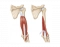Posterior Brachial Muscles