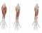 Muscles of the Anterior Antebrachial Region