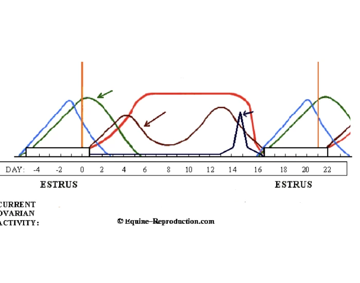 Mare s Estrous Cycle Quiz mare-s-estrous-cycle-quiz
