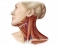 Lateral Muscles of the Neck