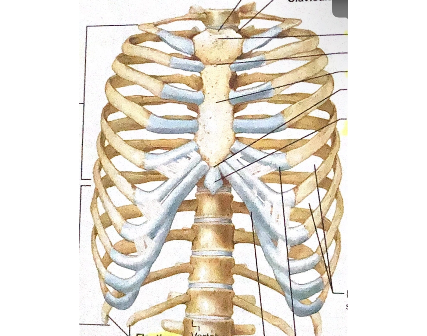 Ribs — Printable Worksheet