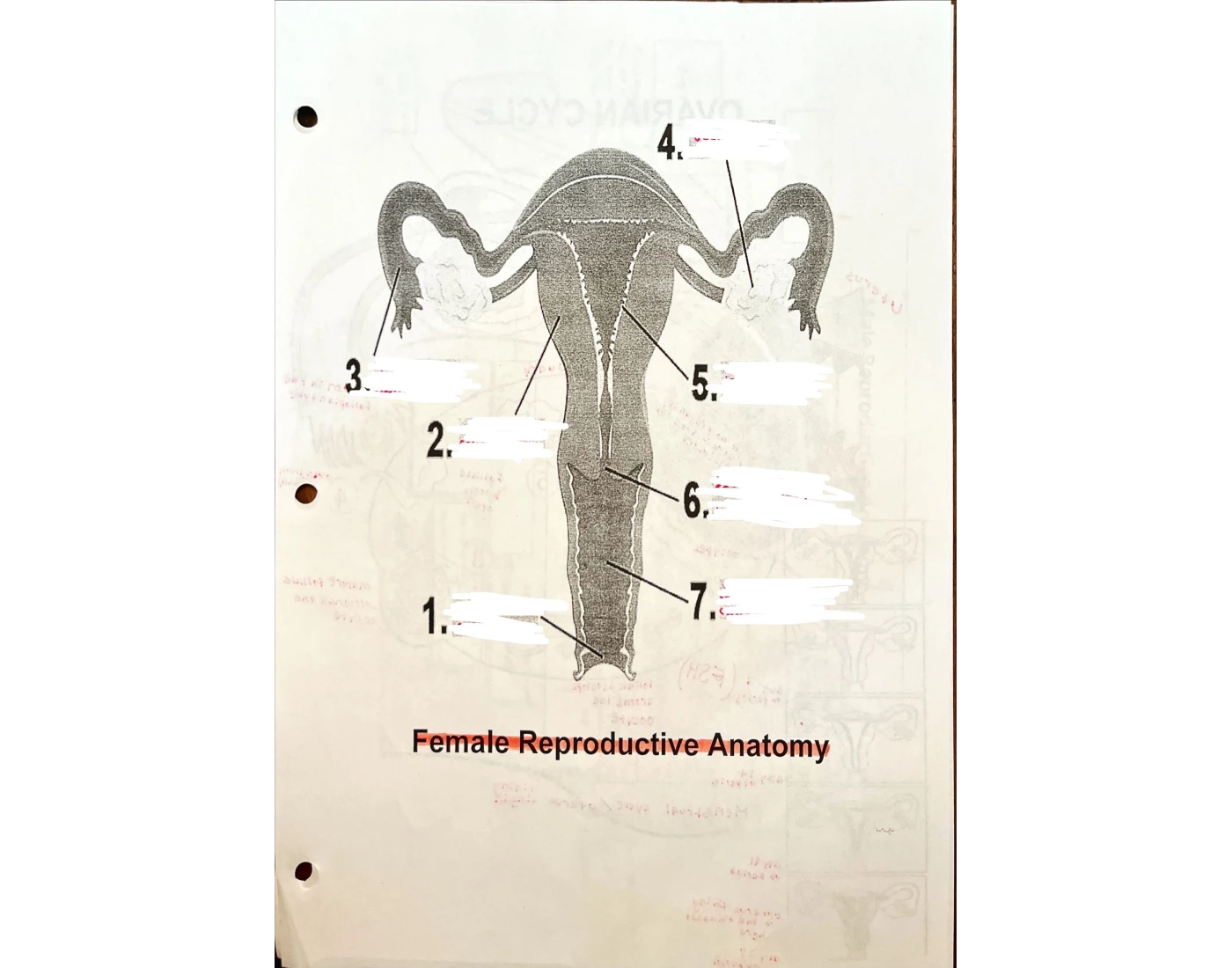 Female reproductive system Quiz