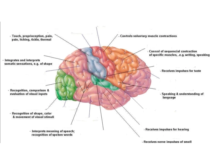 Cerebral Cortex Worksheet Sensory & Motor Areas of Cerebral Cortex — Printable Worksheet