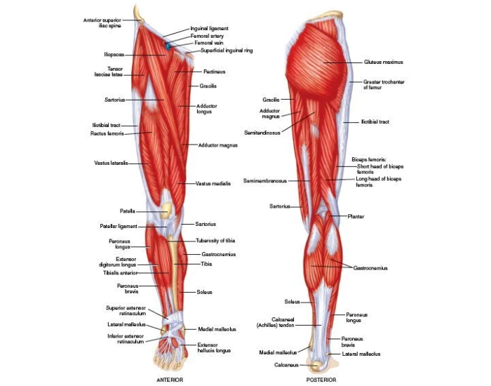 leg-muscles-diagrams-human-anatomy-leg-muscles-anatomy-muscle