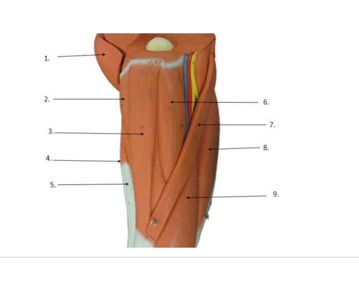 Leg Inner Sign Inner Leg Quiz