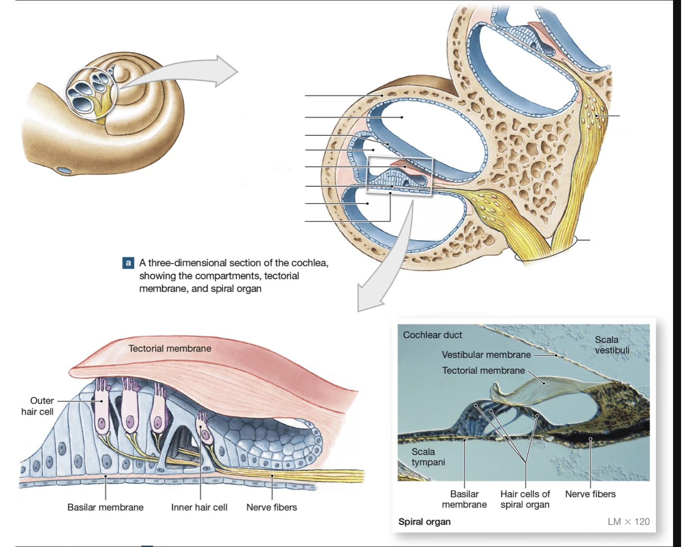 The Cochlea and Spiral Organ Quiz