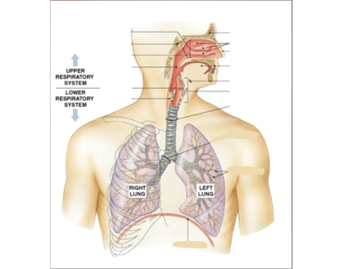 Basic Respiratory System Respiratory System Basics Quiz