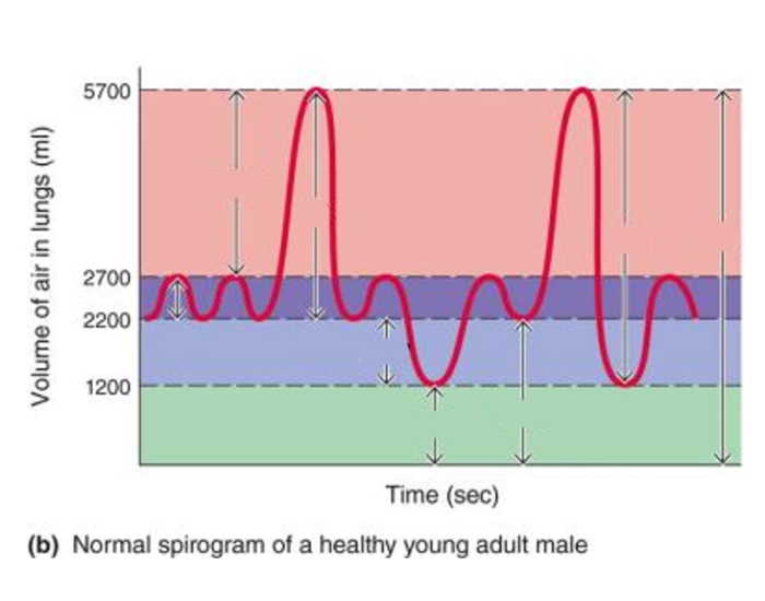 Normal spirogram of a healthy young adult male Quiz