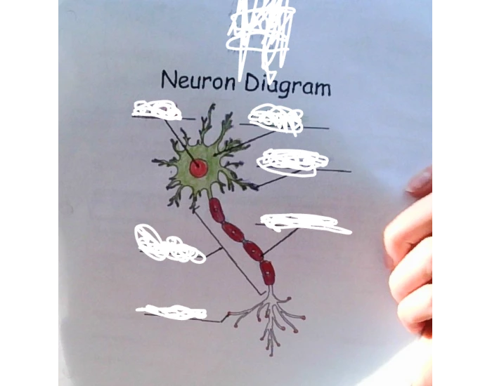 Label The Neuron Quiz
