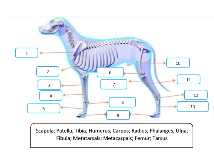 VAT120 Final Exam- K9 SKELETON diagram Quiz