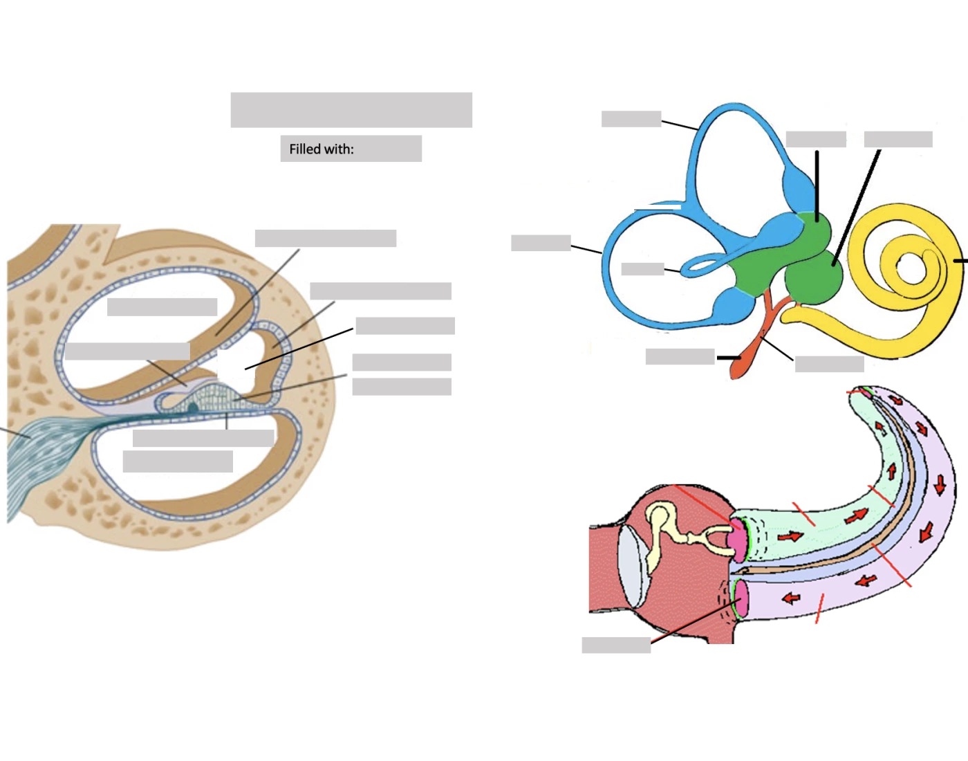 Inner Ear / Membranous Labyrinth Quiz