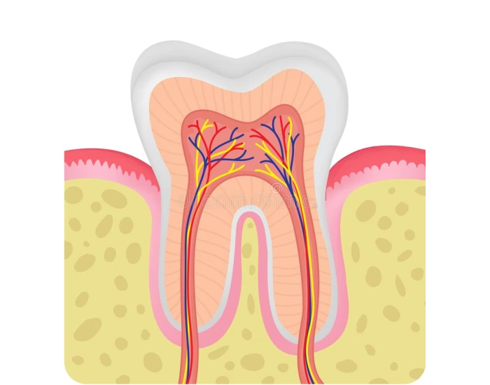 Tooth Anatomy Labeling Quiz Biology Diagrams
