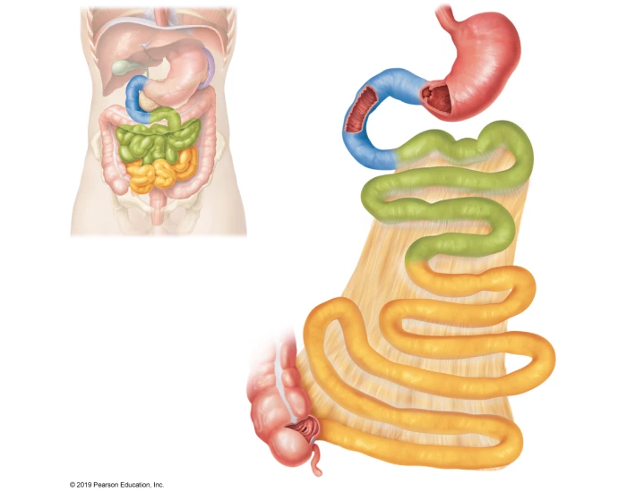 gross anatomy of small intestine Printable Worksheet
