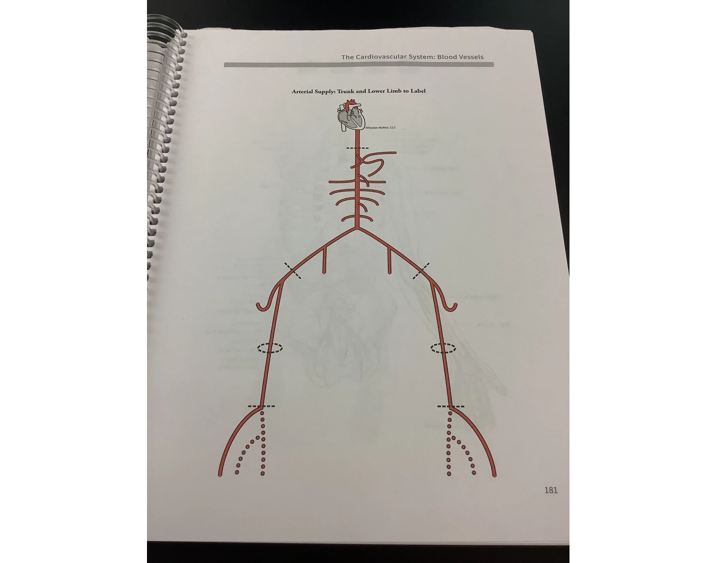 Line Map Blood Blood Vessel Maps 4- SUU Quiz