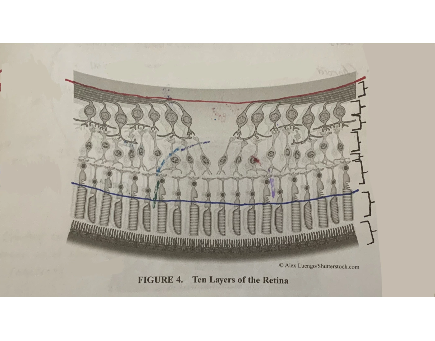 Retina Ten Figure 4. Ten layers of the retina Quiz