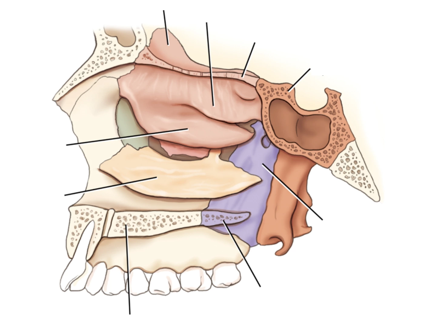 Nasal Conchae and Palatine Bones - Sagittal View Quiz