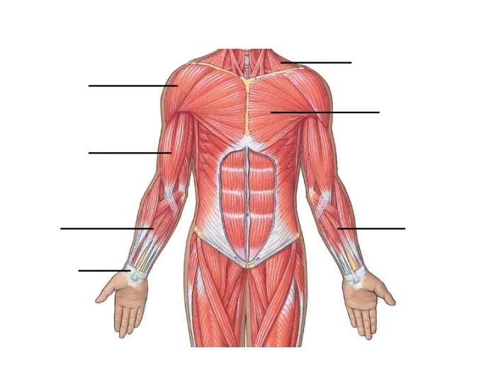Midsection Body Area Human Bio - Muscular System Midsection of Body Quiz