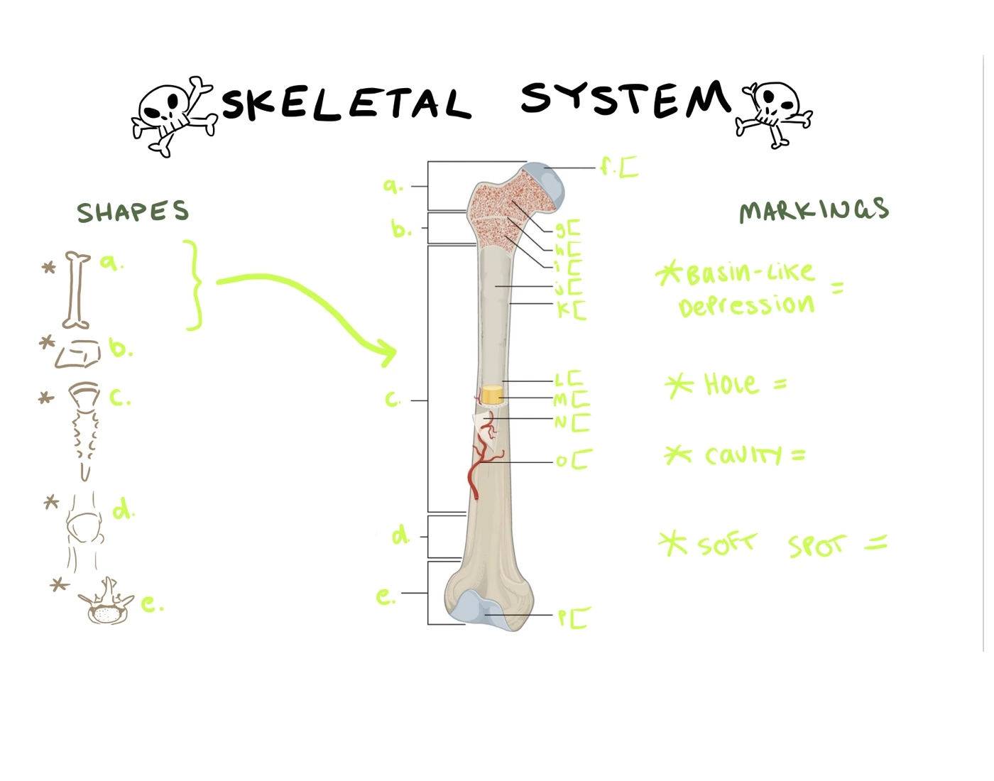gross anatomy - bone structure Quiz