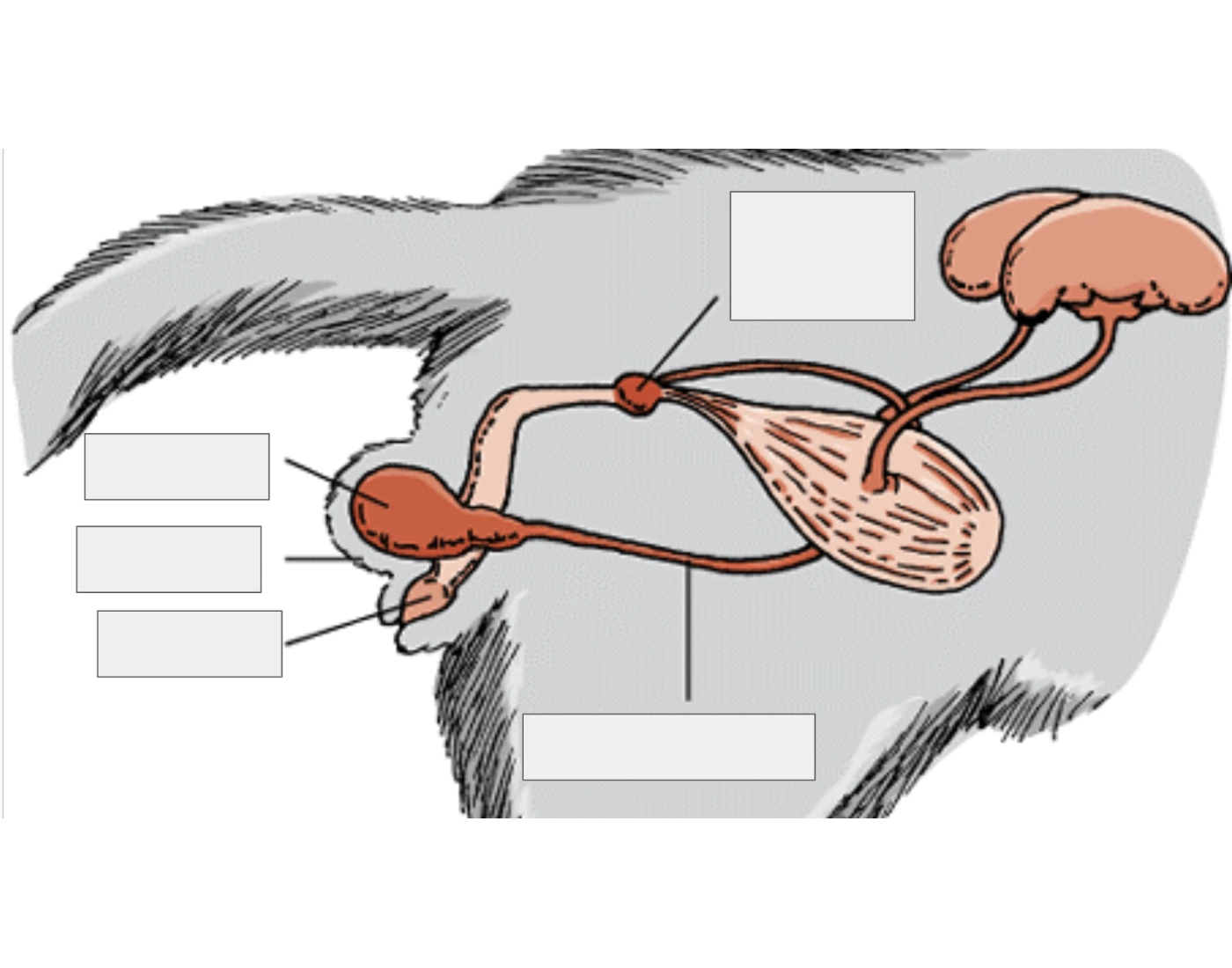 Animal Reproduction Male Anatomy Quiz