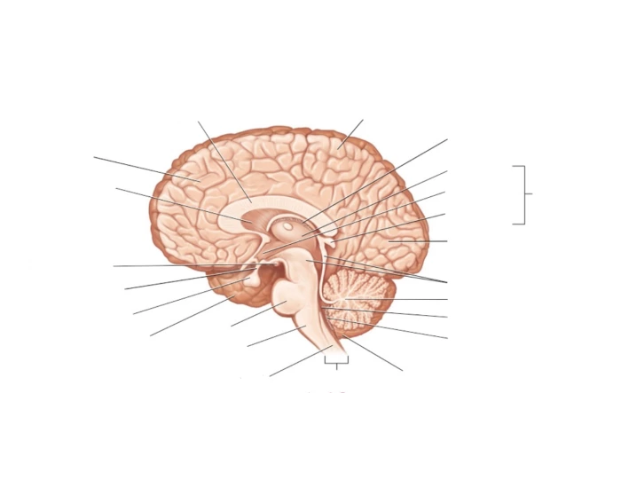 Brain Anatomy Central Nervous System Printable Worksheet