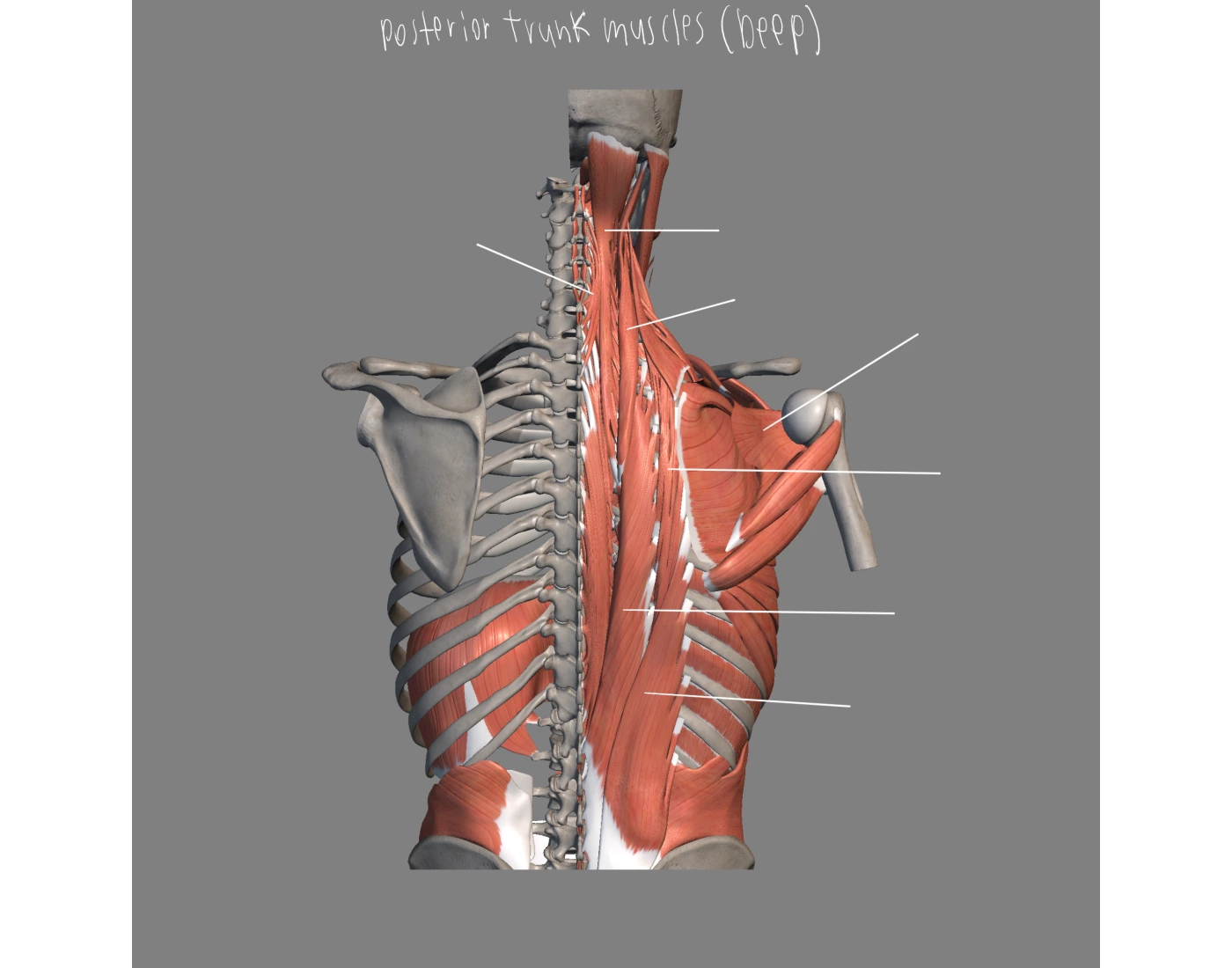 Deep Trunk Deep Posterior Trunk Muscles Quiz